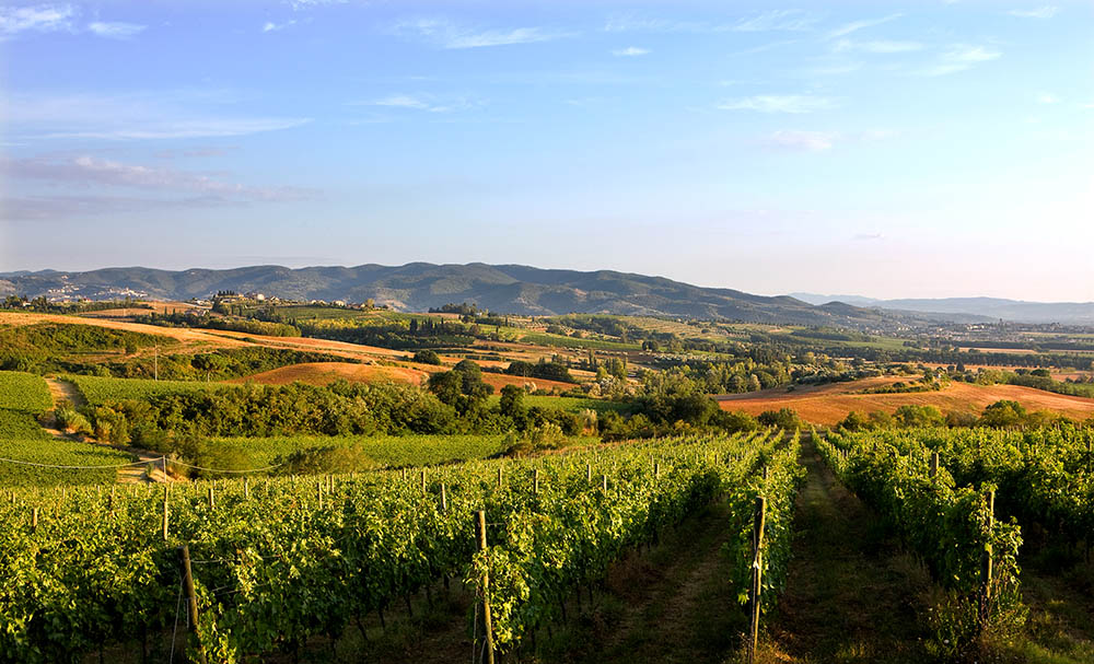 Wineyard von Lungarotti. Foto: Cantine Lungarotti