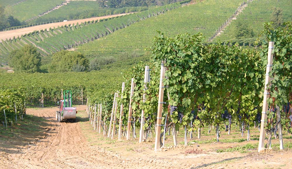 Hier wachsen die Trauben des Weinguts. Foto: Weingut Monchiero