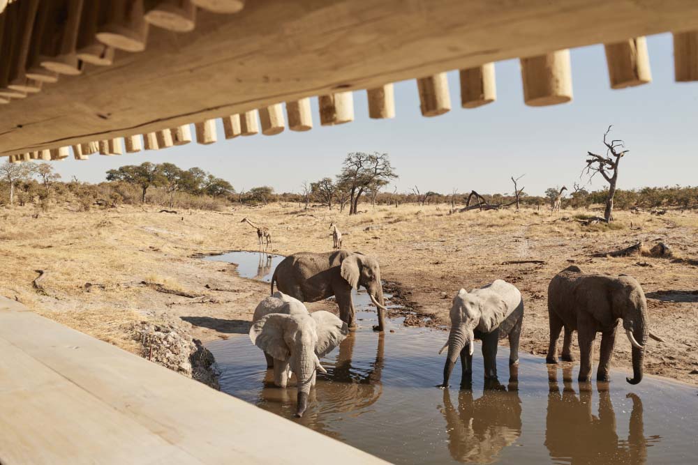 Elefanten an der Wasserstelle direkt vor der Lodge. Foto: Belmond