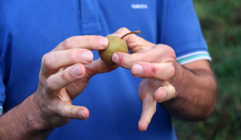 Pera Picciola: die wiederentdeckte kleine Birne des Monte Amiata. Foto: Ellen Spielmann