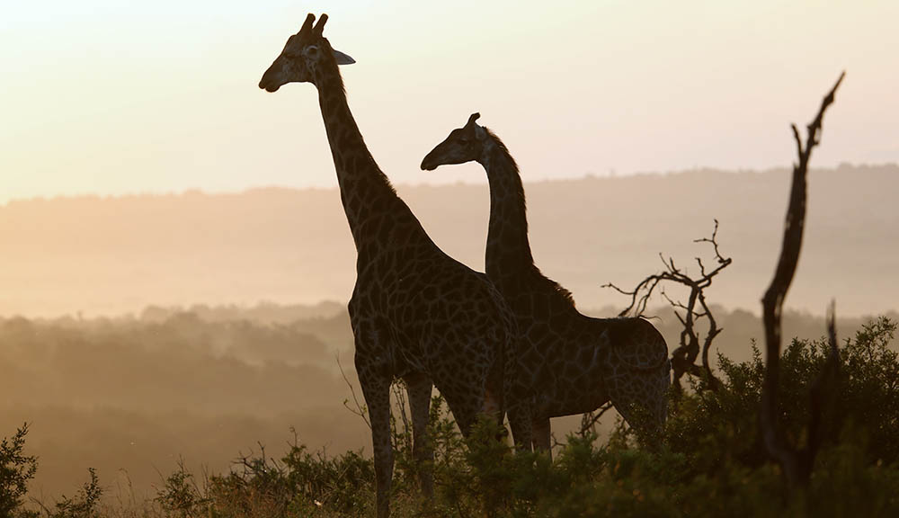 Giraffen in den Morgenstunden. Foto: andBeyond