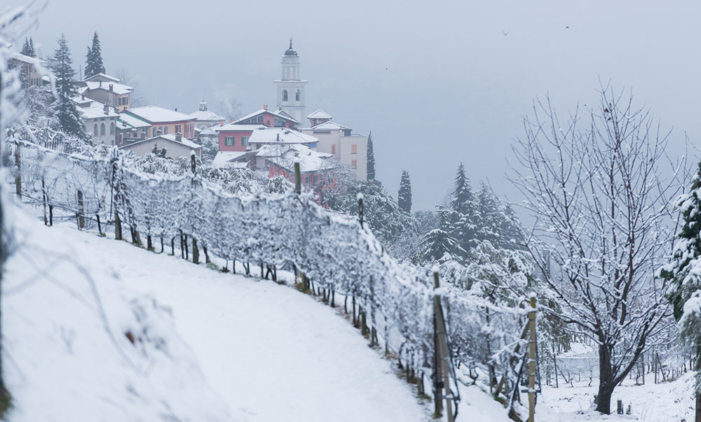 Steillage im Schnee. Foto: Swiss Wine