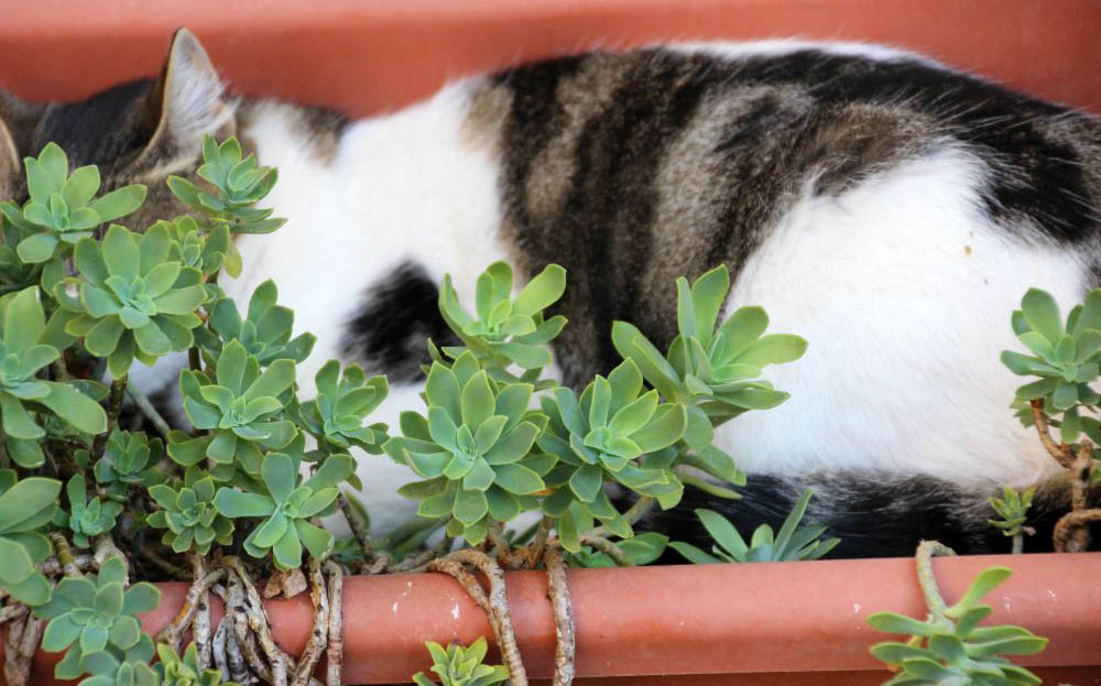 Montemerano: ein wahres Katzenparadies. Foto: Ellen Spielmann