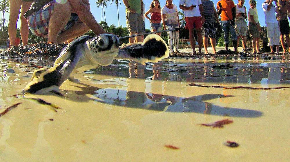 Meeresschildkröte auf dem Weg zurück ins Meer. Foto: Asilia Africa