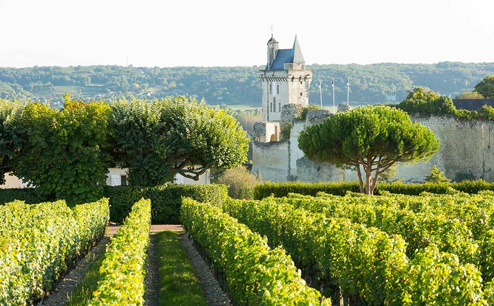Weinanbau in der Loire-Region. Foto: Region Val de Loire