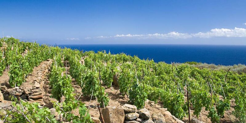 Foto: Consorzio tutela dei Vini della Maremma, Mazzei, Poggio Cagnano
