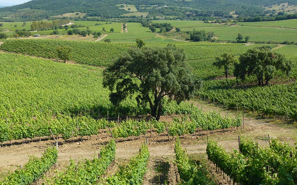 DOC Maremma. Foto: Consorzio tutela dei Vini della Maremma, Mazzei, Poggio Cagnano