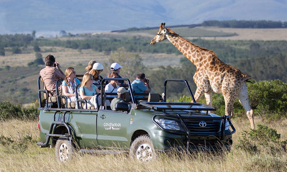 Unterwegs: Giraffen. Foto: Gondwana