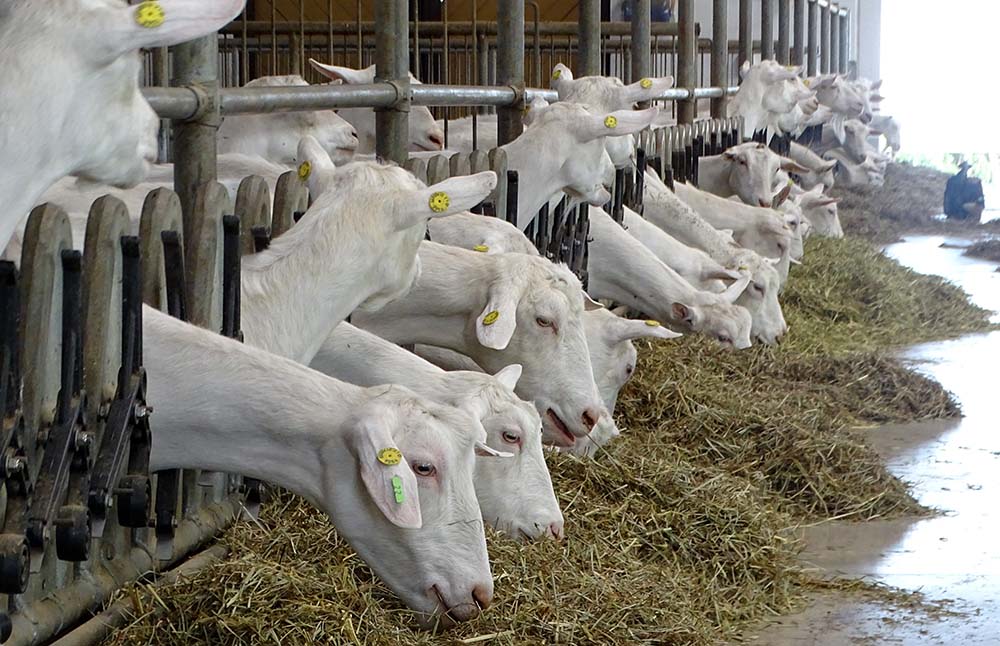 Glückliche Ziegen auf dem Bauernhof Il Colmetto in der zauberhaften Landschaft der Franciacorta. Foto: Carola Faber