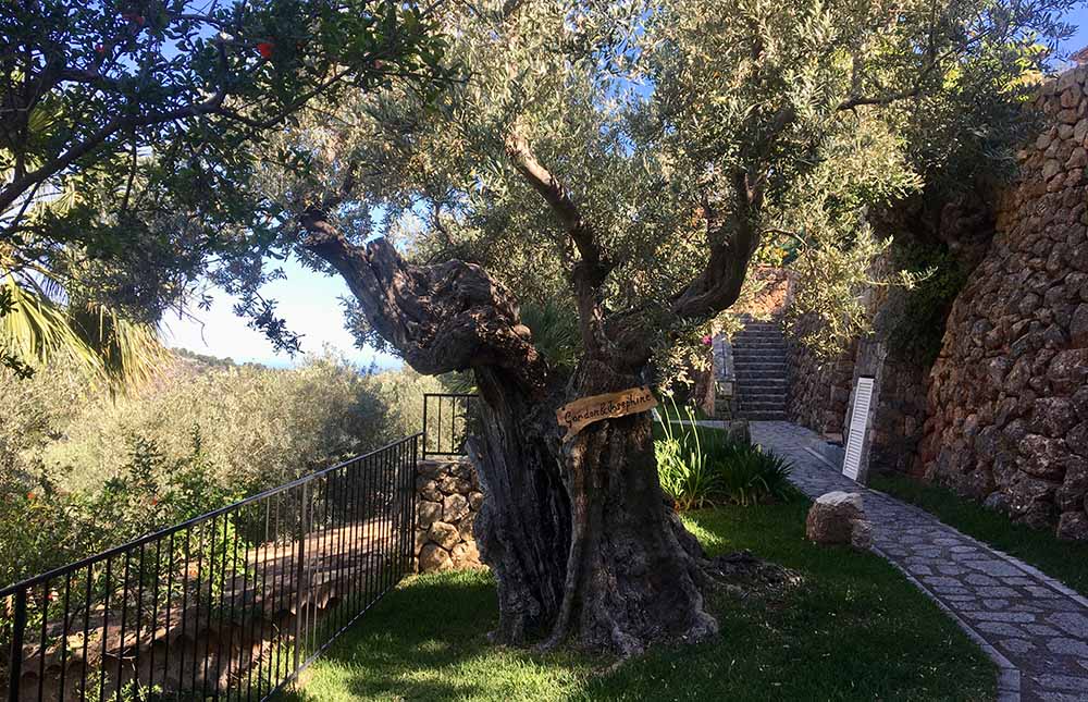 Der älteste der 1.500 Olivenbäume ist 800 Jahre alt. Foto: Belmond La Residencia Mallorca