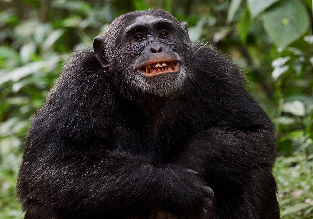 Schimpansen können bis zu 60 Jahre alt werden. Foto: Jelena Moro
