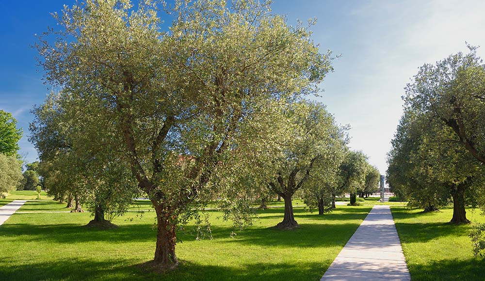 Mehr als 100 Olivenbäume befinden sich auf der Insel. Foto: Marriott International