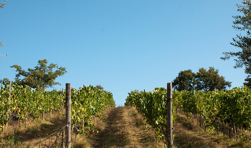 Rebstöcke von Poggio Cagnano. Foto: Consorzio tutela dei Vini della Maremma