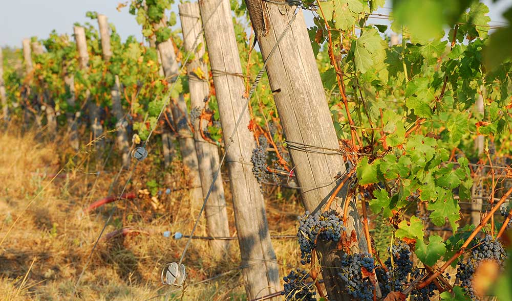 Die Rebstöcke für die Spitzenweine. Foto: Consorzio tutela dei Vini della Maremma