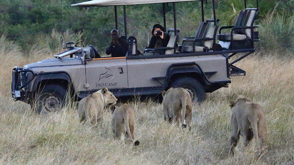Löwen inspizieren den Jeep auf Hunda island. Foto: Wilderness