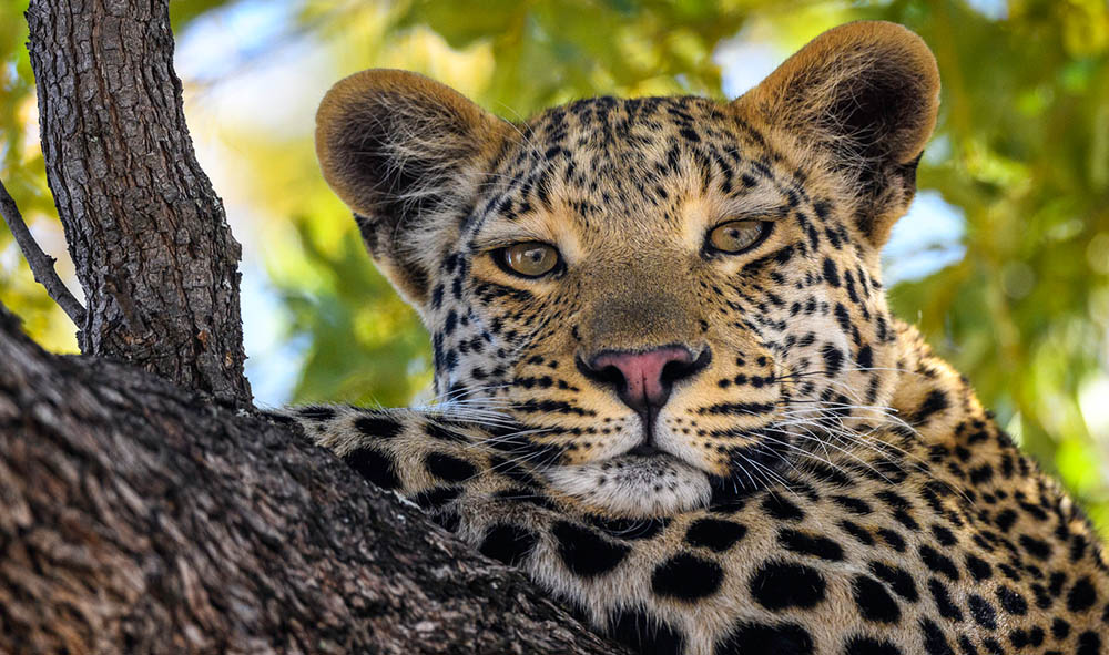 Leoparden finden sich auf Hunda island in grosser Zahl. Foto: Wilderness