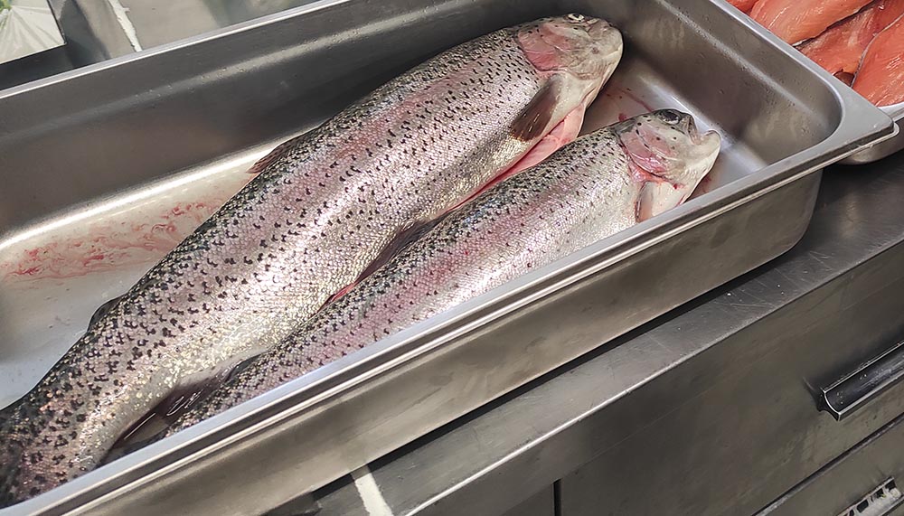 Frisch aus dem Teich kommen die Fische in die Küche! Foto: Michael Schabacker