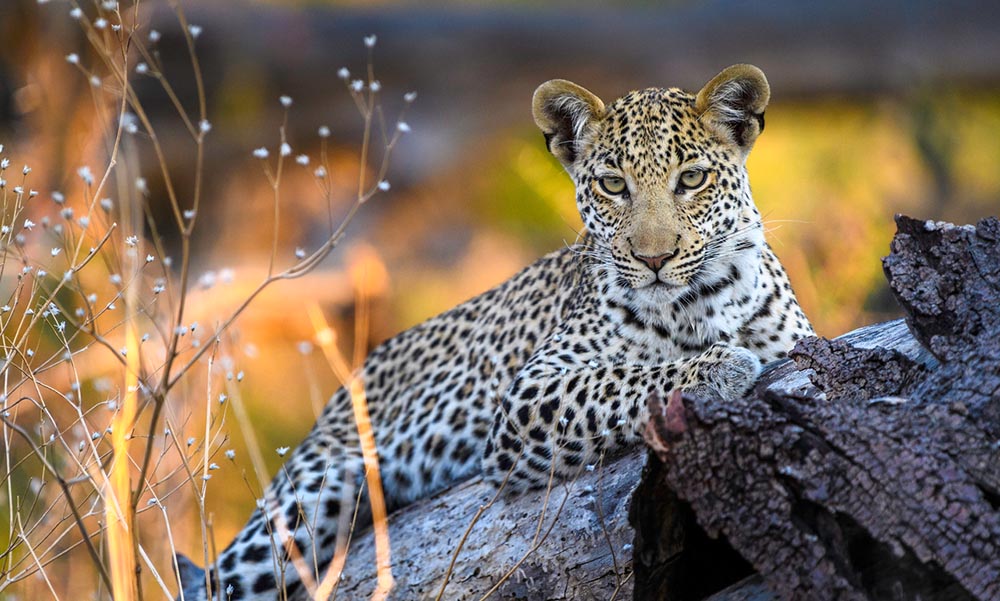 Auch der Leopard ist heimlich in der Qorokwe Konzession. Foto: Wilderness Qorokwe Camp