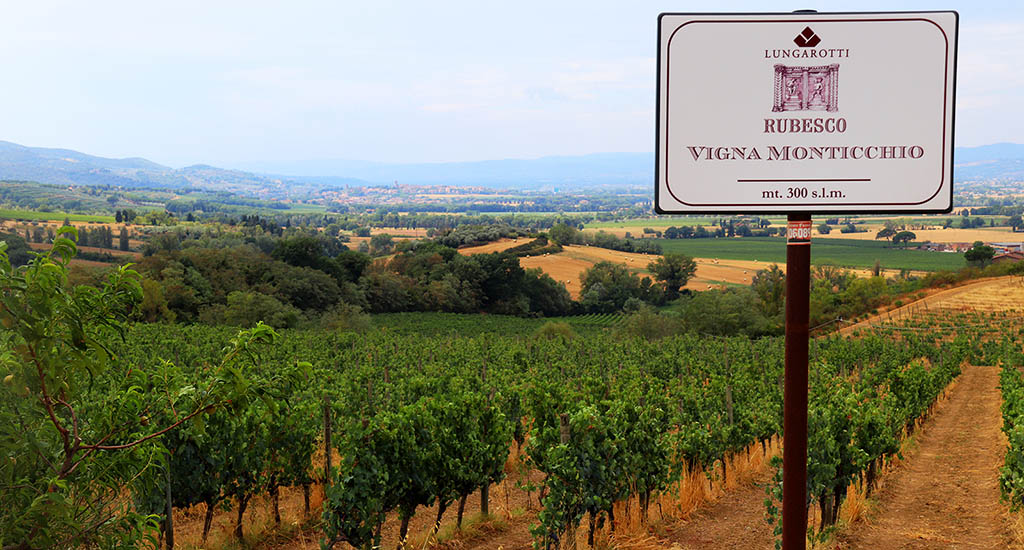 Berühmter Weinberg „Vigna Montichiello“, oberhalb von Torgiano, auf dem die Reben für den berühmten Rubesco und Rubesco Rsierva gedeihen. Foto: Ellen Spielmann