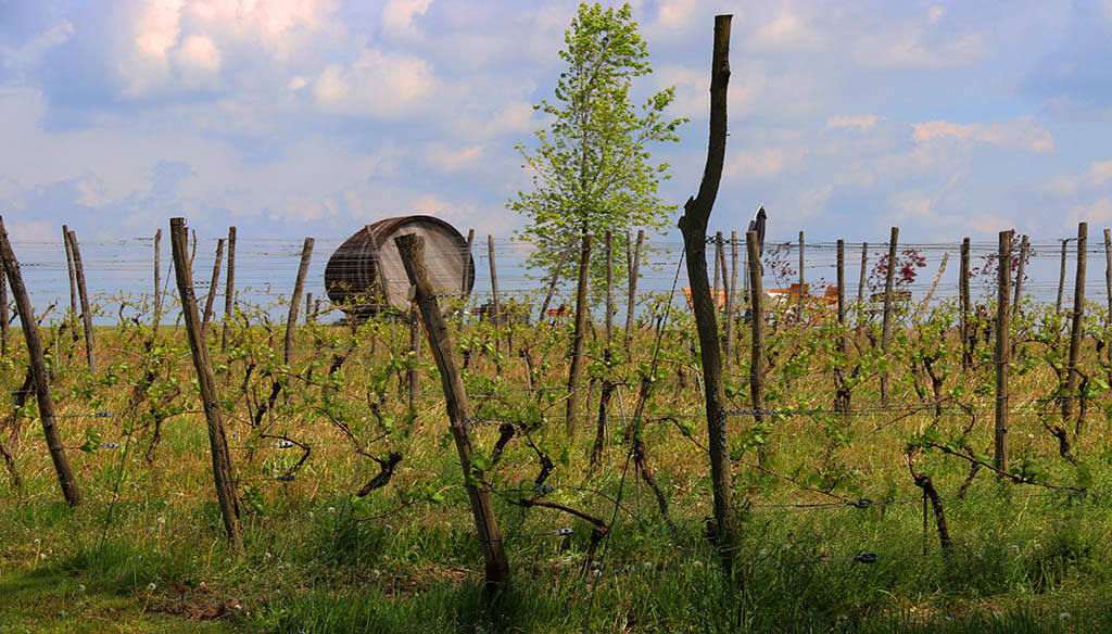 Weinfeld vom Weingut Winnica przy Talerzyku. Foto: Ellen Spielmann