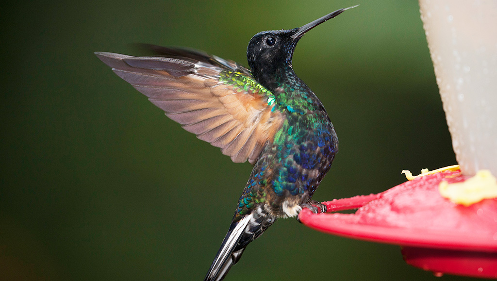 Artenvielfalt im Urwald von Ecuador. Foto: Paul Spierenburg