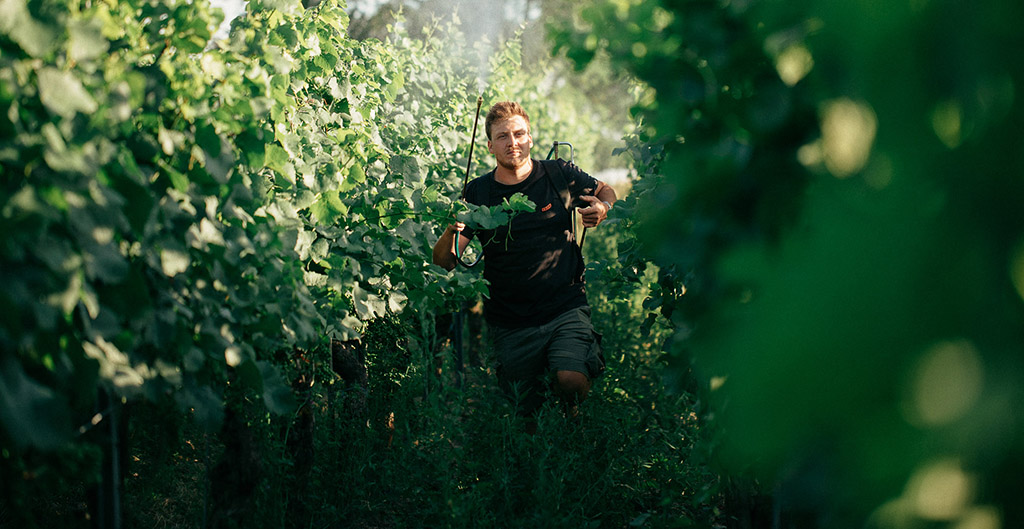 Nur so viel Wein ausbauen, wie es die Natur verträgt... Foto: Weingut Gebrüder Mathis