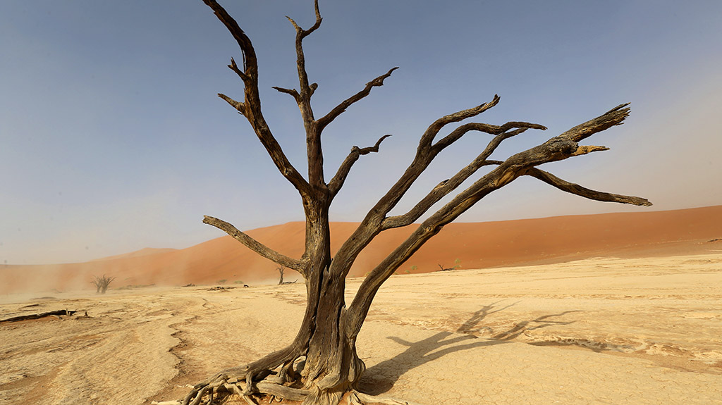 Die Bäume im Dead Vlei gehören mit zum Weltnaturerbe. Foto: wilderness