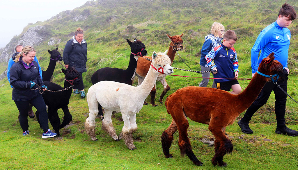 Gäste mit Kindern beim Spaziergang mit Alpacas von Wild Alpaca Way. Foto: Ellen Spielmann