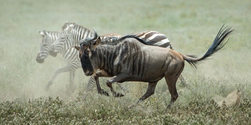Foto: Wilderness
