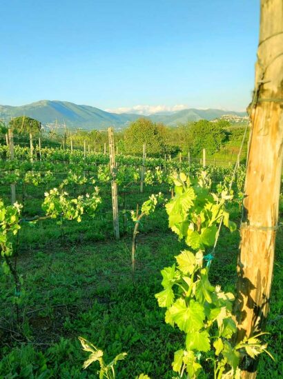 Foto: Consorzio Roma DOC