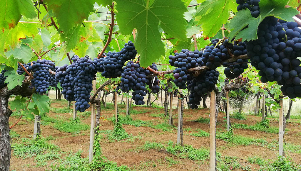 Die Region steht vorzugsweise für Weißweine. Aber auch interessante Rotweine werden produziert. Foto: Consorzio Roma DOC