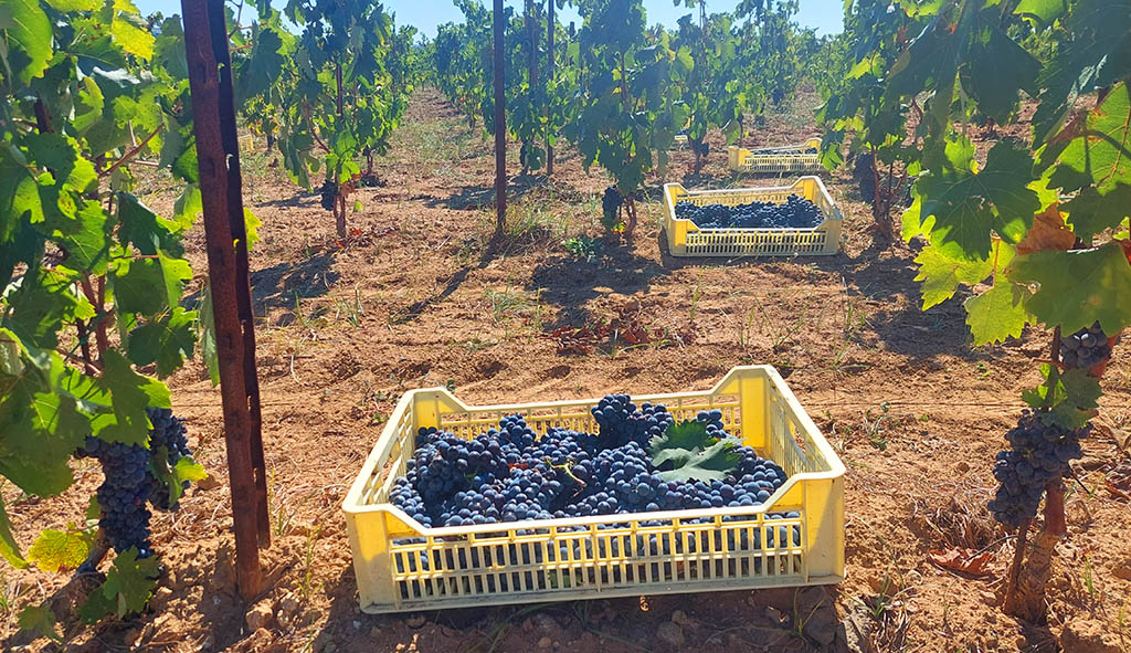 Trauben auf einem Weinfeld in Apulien. Foto: Michael Schabacker