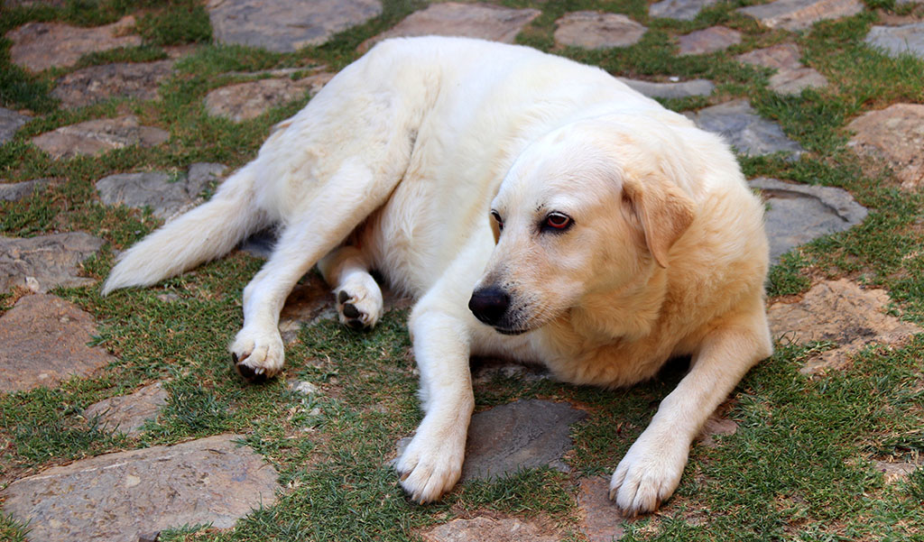 Uva: Mischung aus Labrador und Maremma-Schäferhund. Foto: Ellen Spielmann