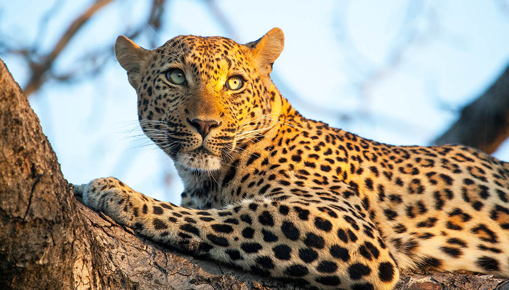Leoparden vor Ort gehören zu den Big Five. Foto: The Royal Portfolio