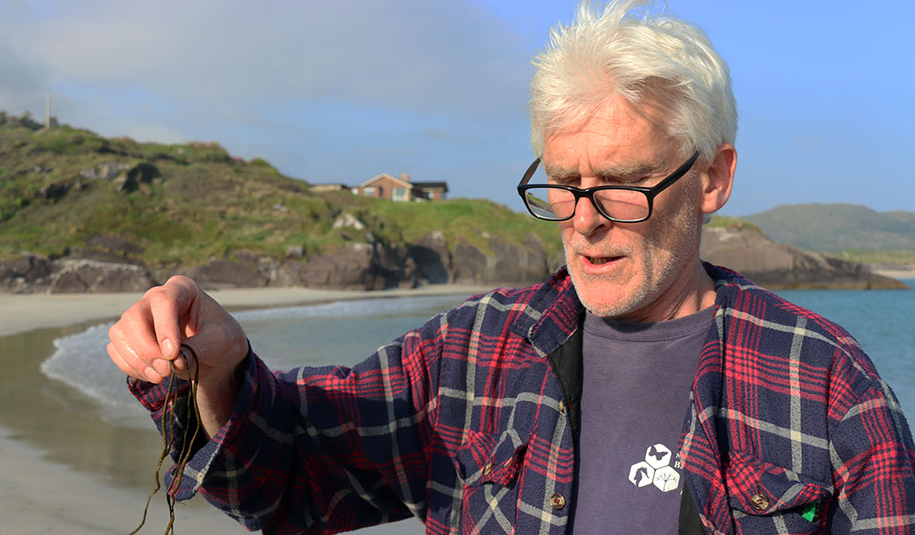 John Fitzgerald von Atlantic Irish Seaweed beim Sammeln von Algen am Strand Derrynane Beach. Foto: Ellen Spielmann