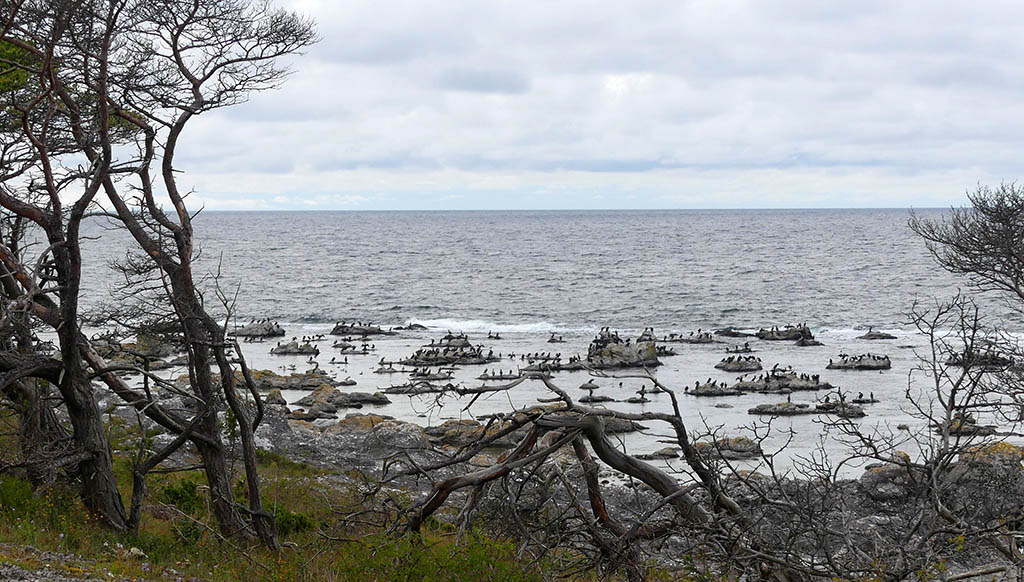 Die Landschaft Gotlands ist karg. Foto: Carola Faber