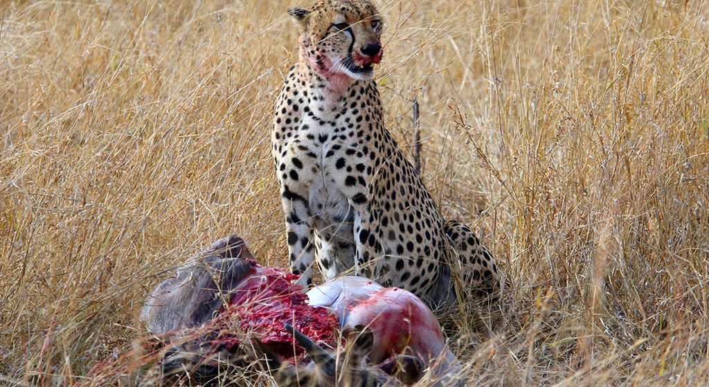 Ein Gepard hat soeben eine Antilope geschlagen. Foto: Frank Dieter Sistenich