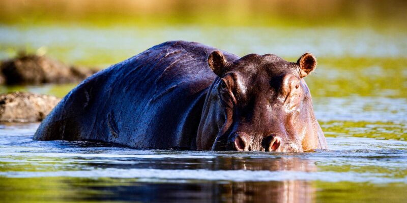 Foto: Wilderness