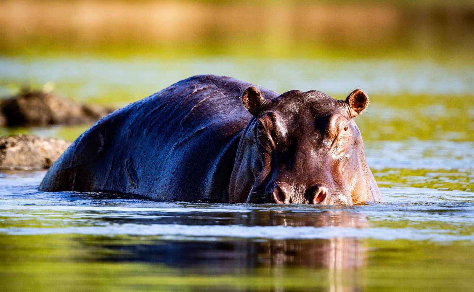Foto: Wilderness