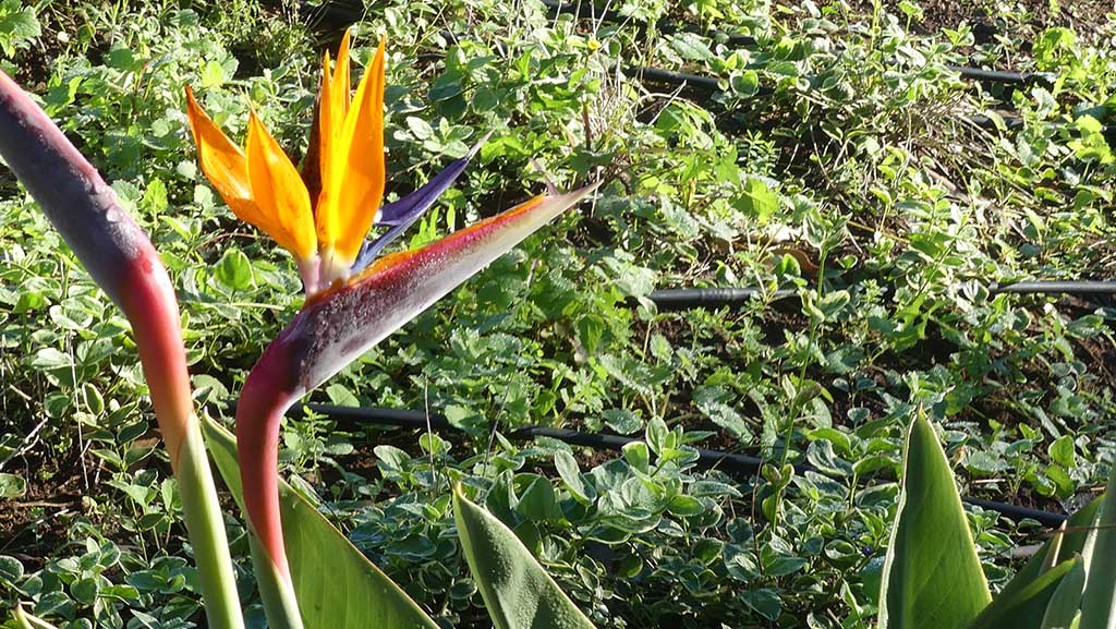 Pflanzenwelt Madeiras: 1200 verschiedene Arten. Foto: Carola Faber