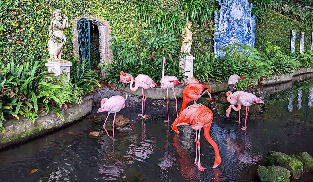 Flamingos im Park. Foto: Carola Faber