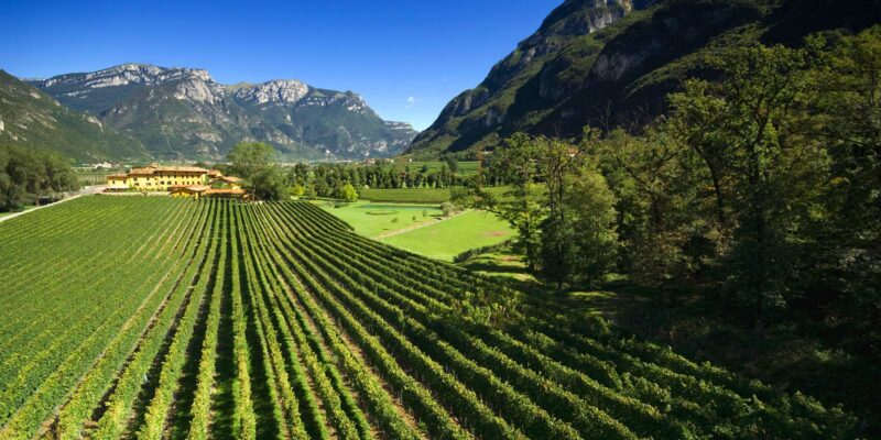 Foto: Tenuta San Leonardo