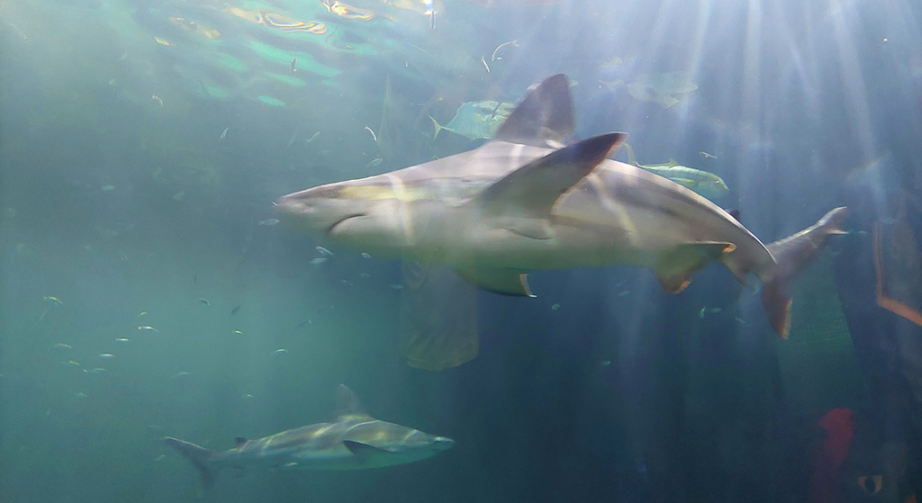 Im „Shedd Aquarium“ gibt es auch Haie zu sehen. Foto: Michael Schabacker