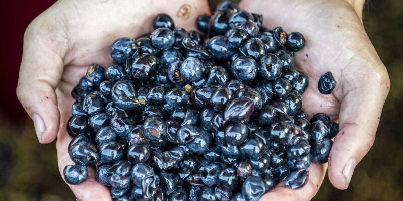 Foto: Viandante del Cielo