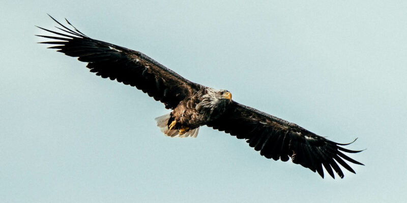 Foto: Visit Bodø, Kontrafei Media