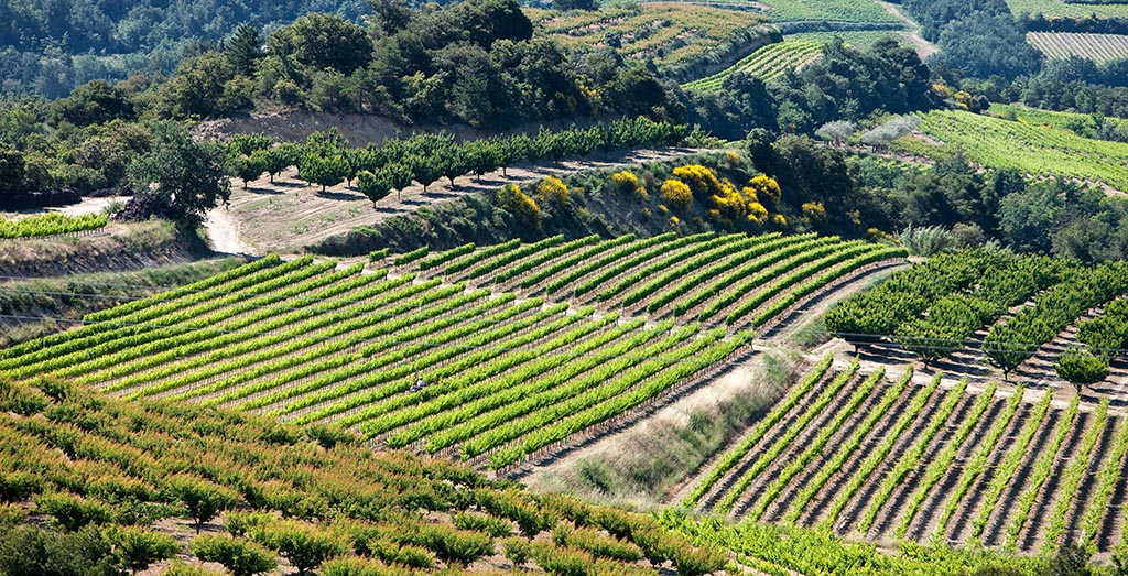 Landschaft mit Weinbergen in der Côtes du Rhône Region. Foto: Inter Rhône