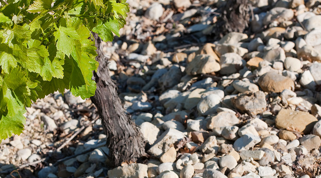 Steiniger Boden in den Weinbergen. Foto: Christophe Grilhé