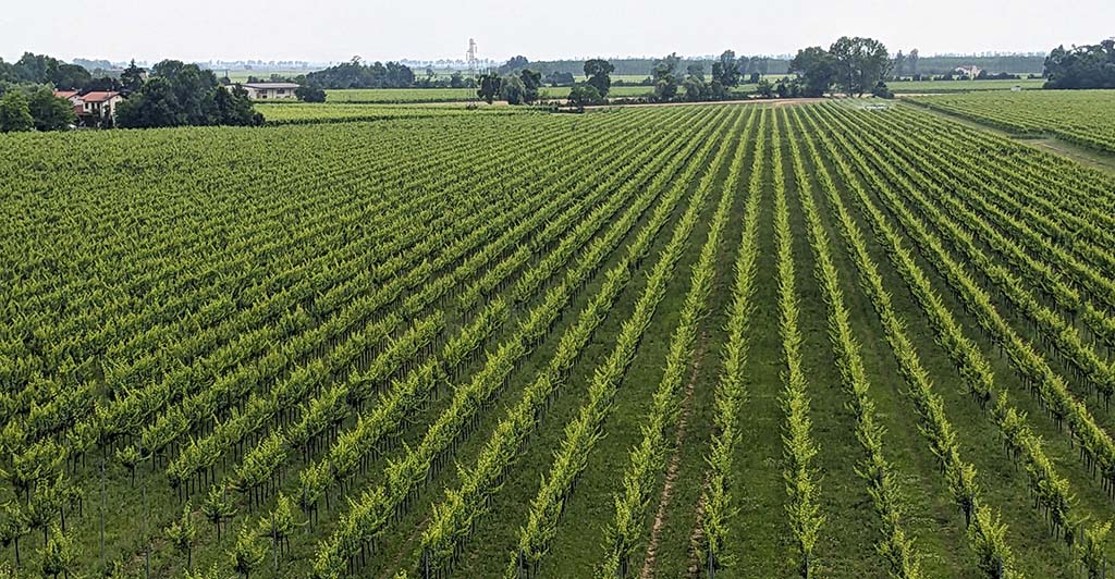 Weinbau in Venetien: Nähe zum Meer und Scirocco-Einfluss. Foto: Carola Faber