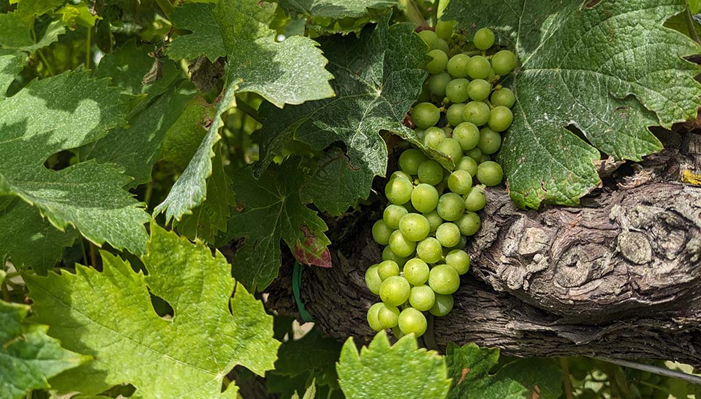 Venetien: Weine mit harmonischem Duft und zarten Anklängen von Akazienblüten. Foto: Carola Faber