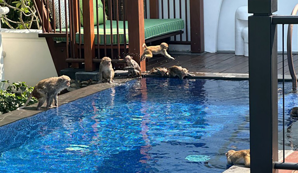 Gerne vergnügen sich die Baumbewohner auch in einem der zahlreichen Pools des Hotels. Foto: Sven Meyer